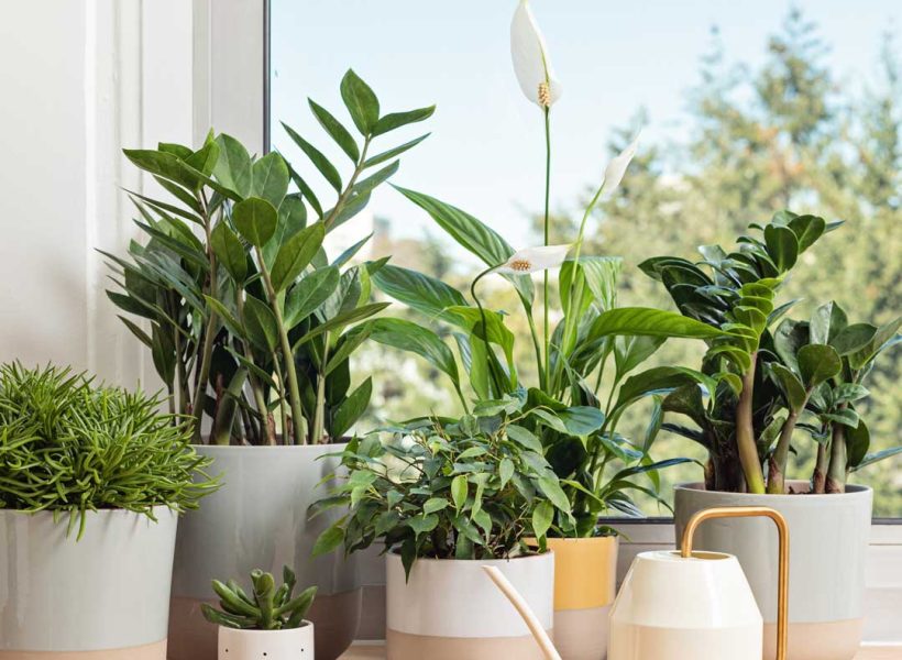 collection-of-various-home-plants-home-gardening-2021-09-01-07-42-51-utc.jpg